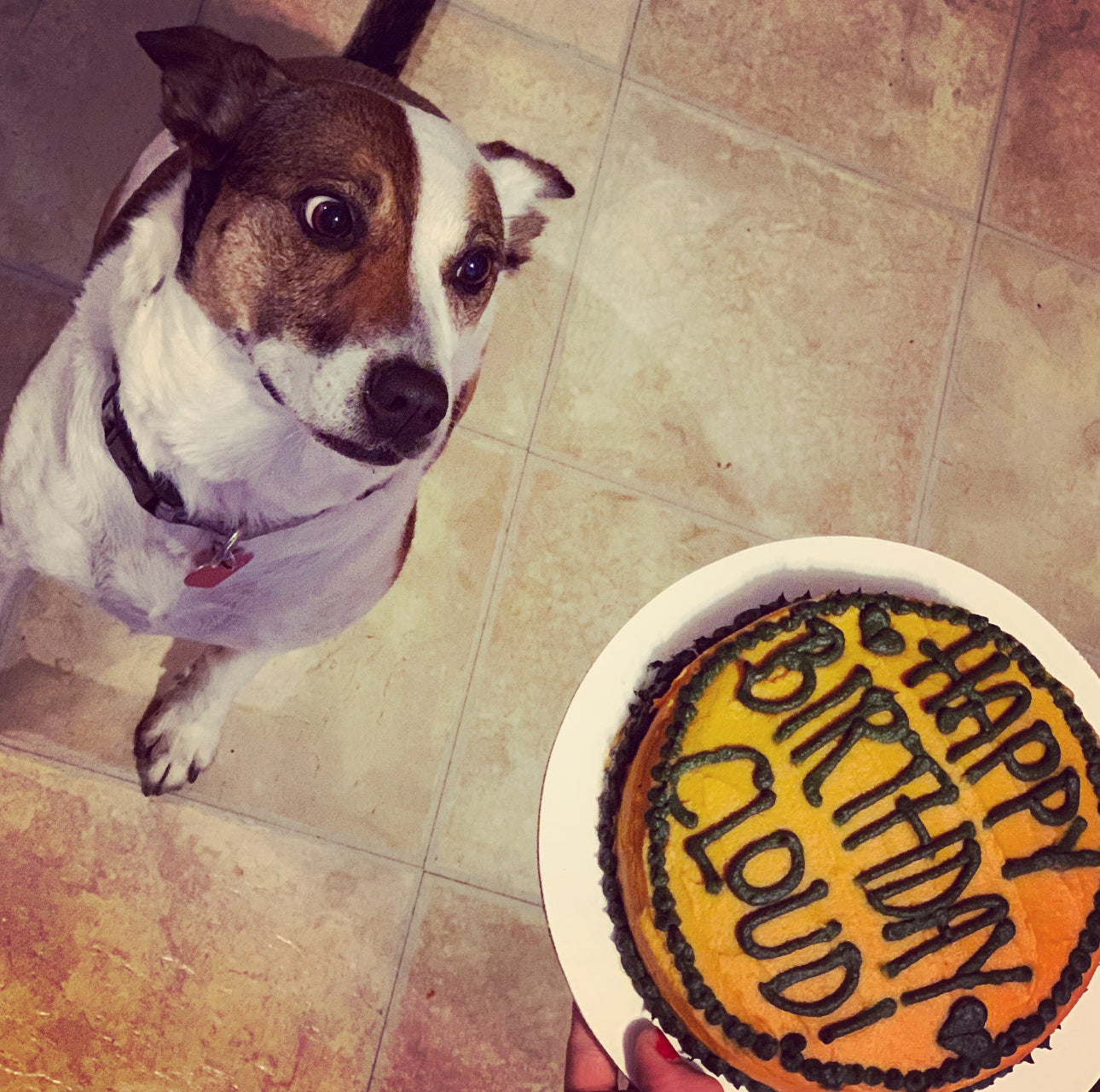 For Dogs!
